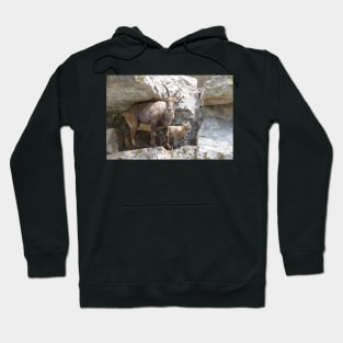 Capricorn Baby / Swiss Artwork Photography Hoodie